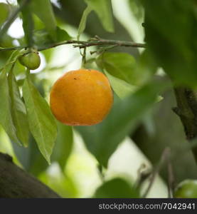 small ripe orange in orange tree on square picture