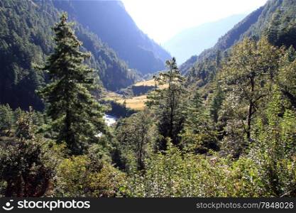 Small river and forest in mountain in Nepal