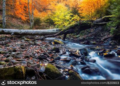 Small river in a forest on a autumnal day. Smoky mountains national park, USA.. Small river in a forest on a autumnal day