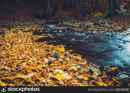 Small river in a forest on a autumnal day. Smoky mountains national park, USA.. Small river in a forest on a autumnal day