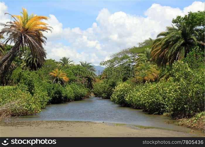 Small river in forest near beach in Fiji