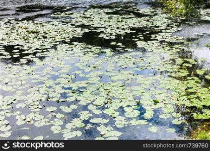 small river overgrown by yellow water-lily and European white water lily leaves in forest with reflections of blue sky and white clouds in water surface in sunny summer day