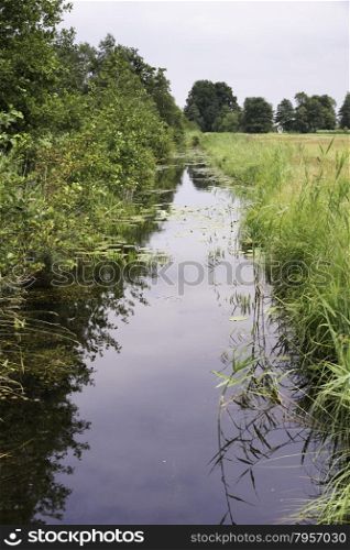 small river with green plants in nature in holland