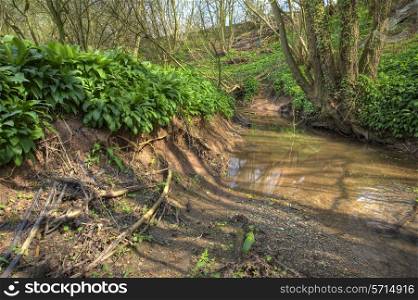 Small river with muddy bank and Ramsons, Worcestershire, England.