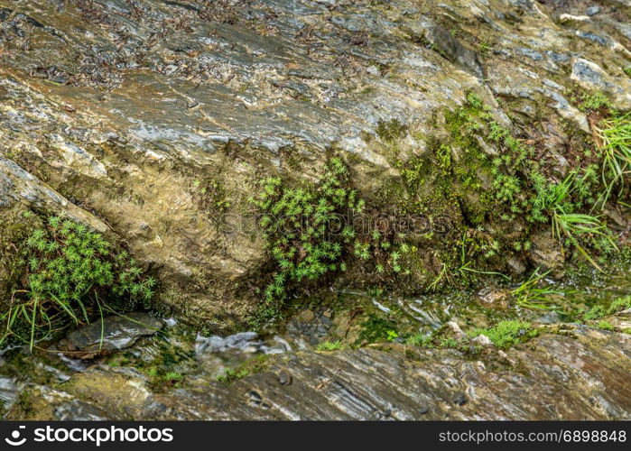 Small riverside plants growing on rock next to a stream