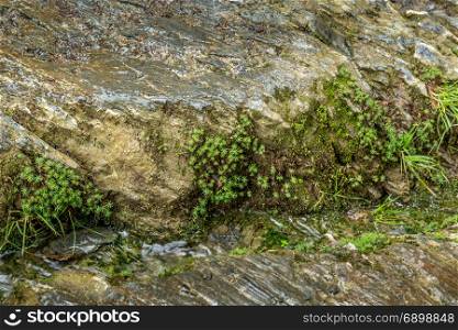 Small riverside plants growing on rock next to a stream