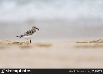 Small Seagull on Beach Sand searching for food.