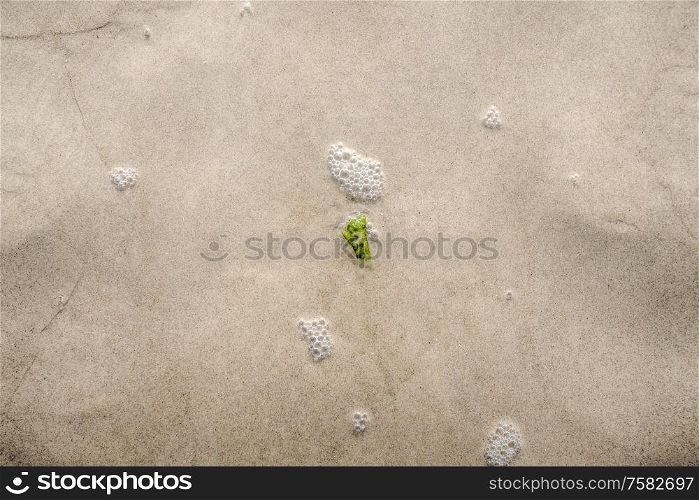 Small seaweed plant in the water on a sandy beach in green color