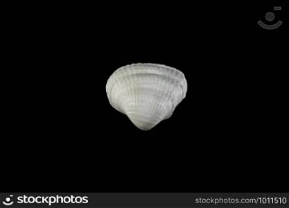 small shells of different shapes beige shades on a black isolated background.
