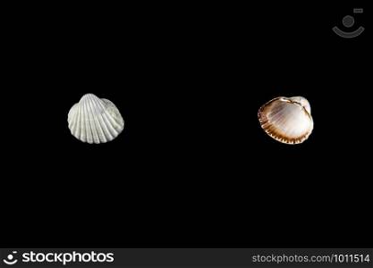 small shells of different shapes beige shades on a black isolated background.