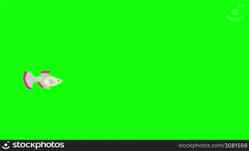 Small Silver Guppy Aquarium Fish floats in an aquarium. Animated Looped Motion Graphic Isolated on Green Screen