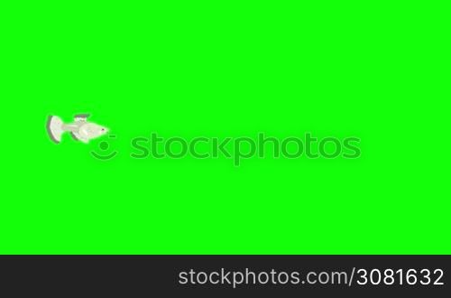Small Silver Guppy Aquarium Fish floats in an aquarium. Animated Looped Motion Graphic Isolated on Green Screen