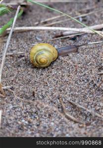 Small snail close up on beach outside season wet - Wales; UK