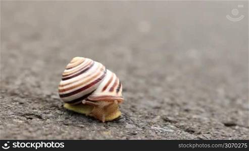Small snail on the road