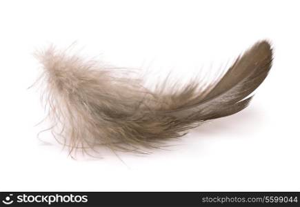 Small soft feather isolated on white