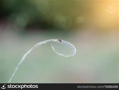 Small spider climbing on web with blurry background, Depth of field Insect in Autumn, Fall Wilde animal