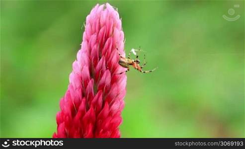 Small spider on a Crimson clover flower