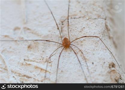 small spider on the wall close-up