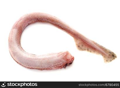 Small-spotted catshark in front of white background