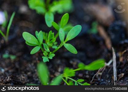 Small Spring sprout in horticultural farm. Concept of a green life.  Ecology and environment background.