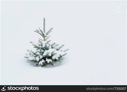 Small spruce covered with snow against the background of a snowy plain