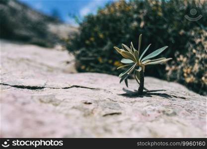 small stem of euphorbia sticking out of a gray rock in the mountain of catalonia, spain