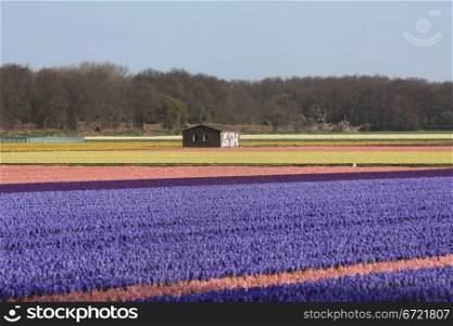 Small storage shed in the middle of a flower field, used to store the bulbs after flowering