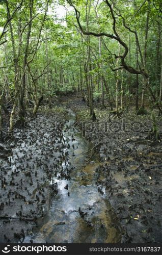 Small stream in Daintree Rainforest, Australia.