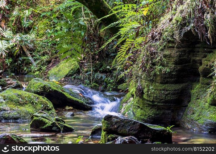 Small stream running through the mossy rocks inside the rainforest in the city of Carrancas in Minas Gerais. Small stream running through the mossy rocks inside the rainforest