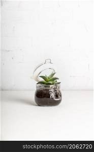 Small succulent plant in glass jar pot against white brick wall, Scandinavian room interior, Stylish concept of home garden