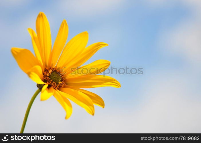 Small sunflower