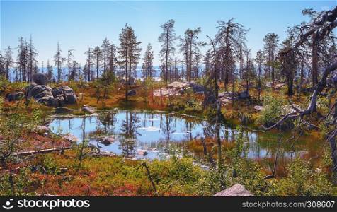 Small swamp among the trees and rocks on top of Mount Vottovaara at sunny day. Nature reserve, Republic of Karelia - Russia.. Small Swamp On Top Of Mount
