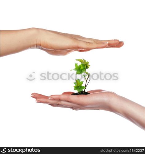 small tender green sprout and palm