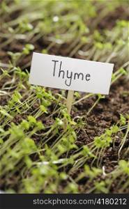 Small thyme seedlings with a sign.