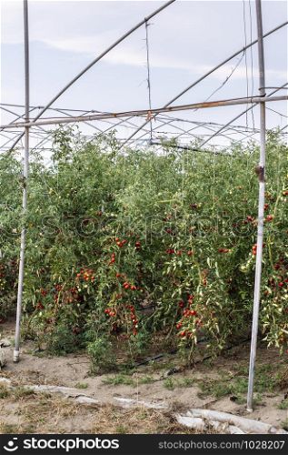 Small tomatoes in greenhouse.