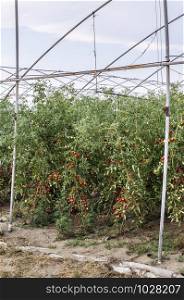 Small tomatoes in greenhouse.