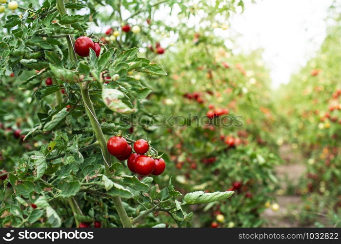 Small tomatoes in greenhouse.