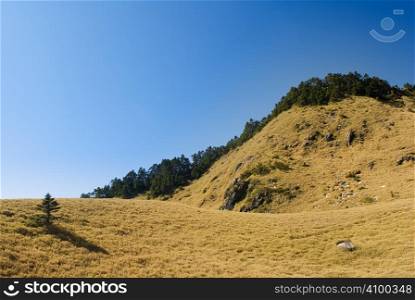 Small tree and shadow in grassland of fall.