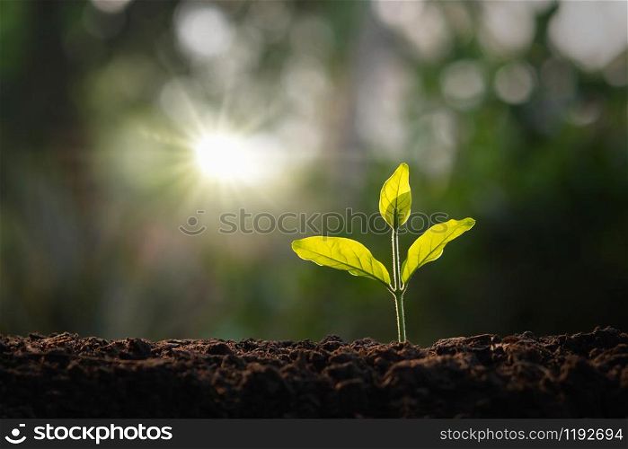 small tree growing in garden with morning light. concept eco and save earth