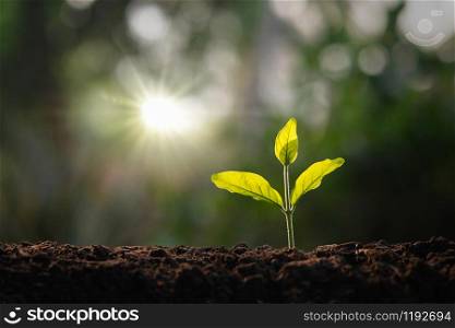 small tree growing in garden with morning light. concept eco and save earth