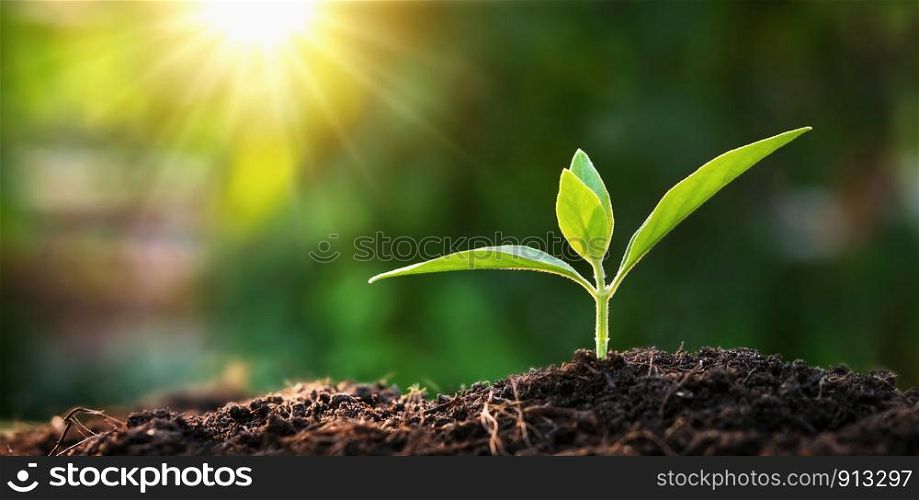 small tree growing in garden with sunrise. eco concept earth day