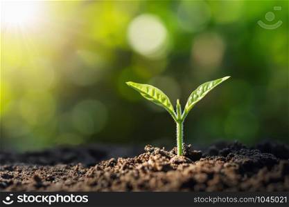 small tree growing with sunrise. green world and earth day concept