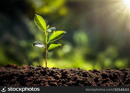 small tree growing with sunshine in garden. eco concept