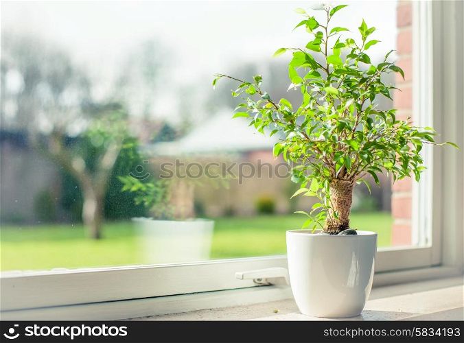 Small tree in a window