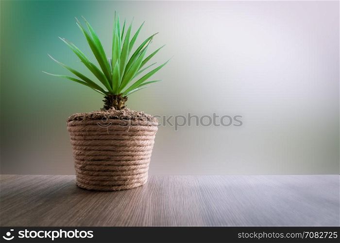 Small tree in pot decoration and abstract background