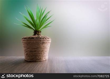 Small tree in pot decoration and abstract background