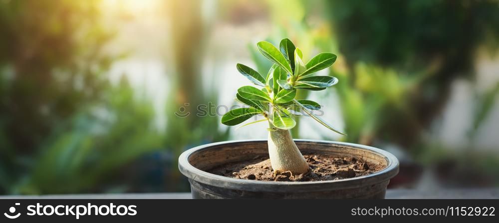 small tree on pot in garden with sunshine
