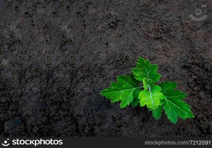 Small tree plant growing on soil in the garden. Saving world environment concept.