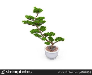 small tree with pot on a white background