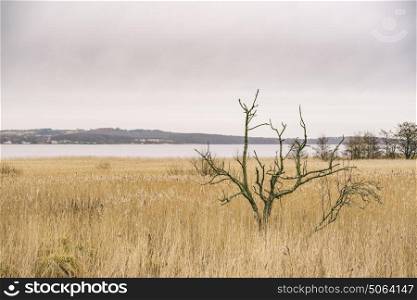 Small tree without leaves on a field of rushes by the ocean
